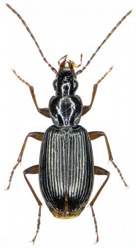 Réf. 189 435 : Platynus livens